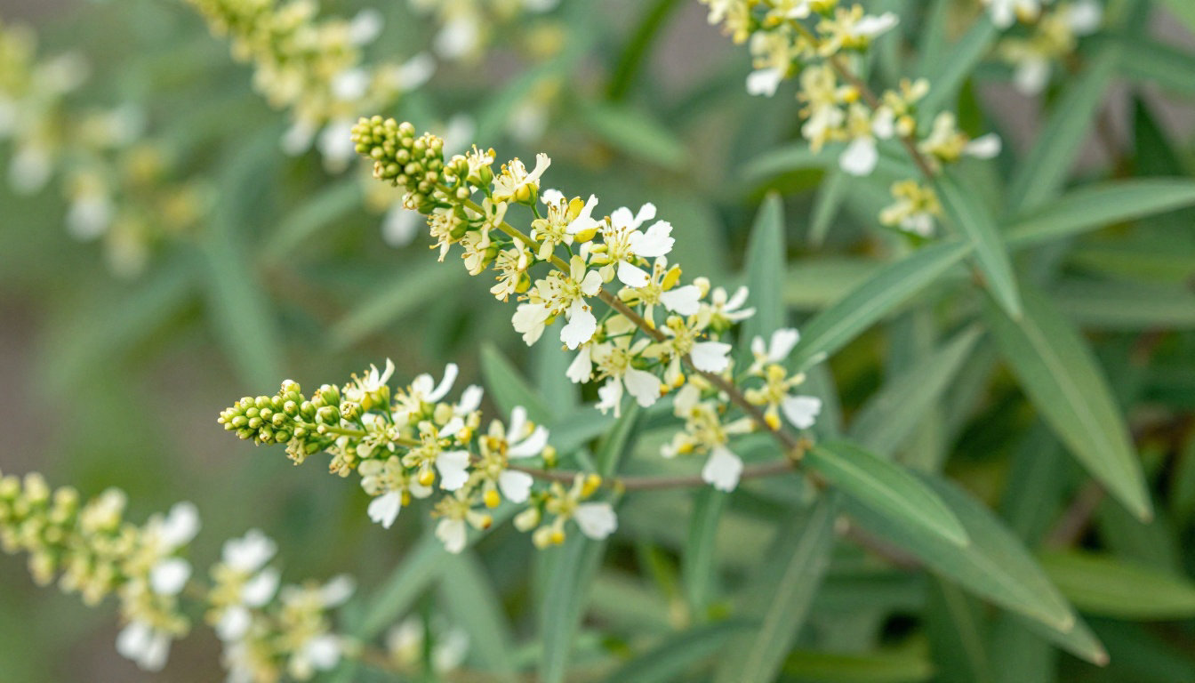 Le millepertuis comme régulateur naturel de sérotonine 🌱