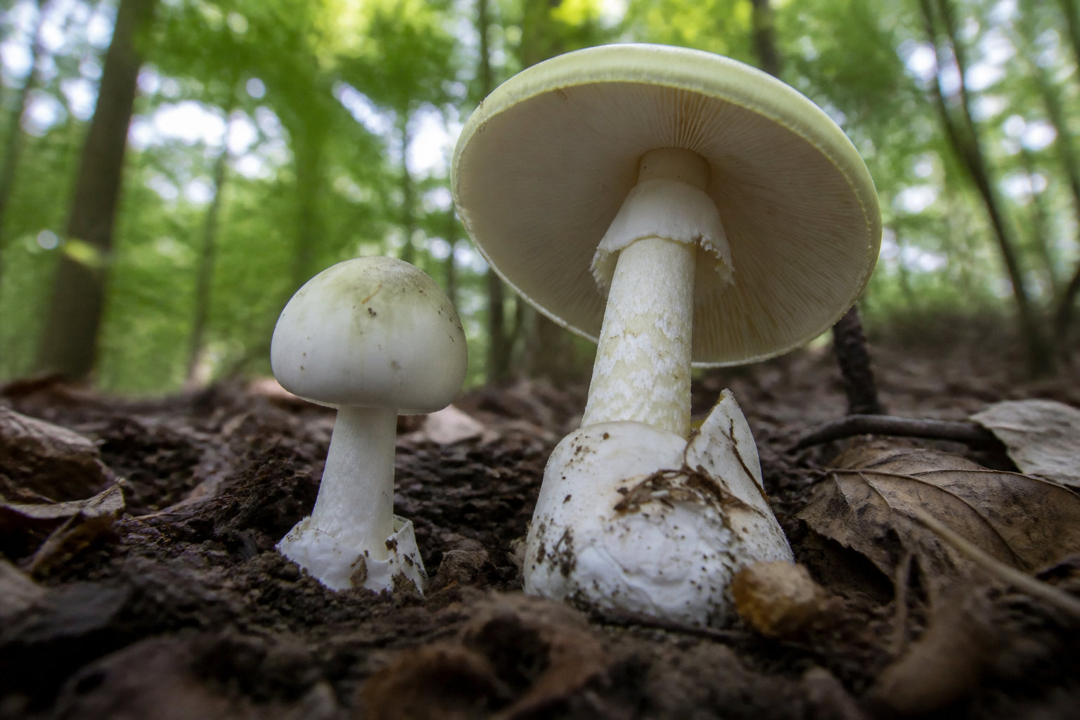 Comment distinguer un spécimen comestible d'un sosie toxique ?
