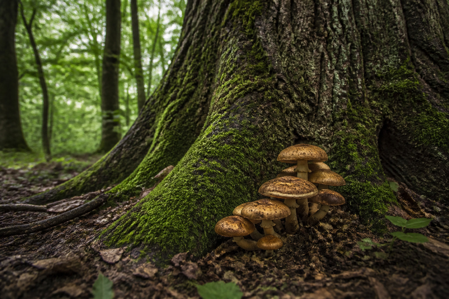 Influence de l'habitat et de la saison sur votre récolte