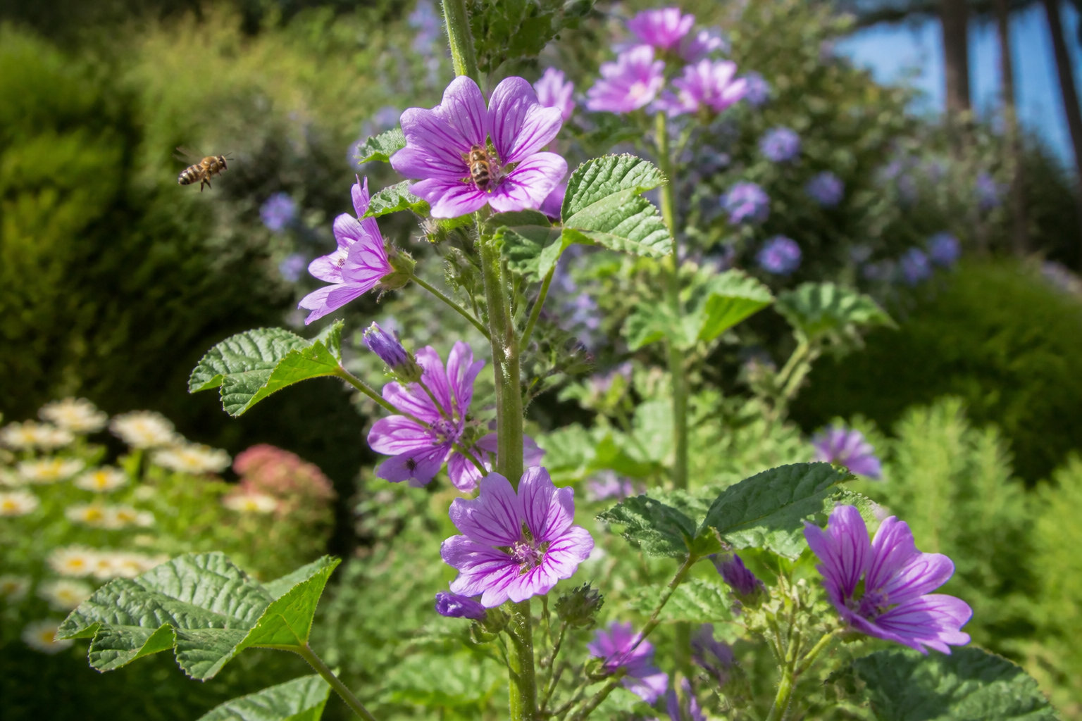 Récolte responsable et culture dans ton jardin 🌿