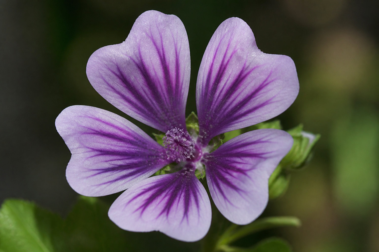 Comment identifier la Malva sylvestris sans te tromper ? 🔍